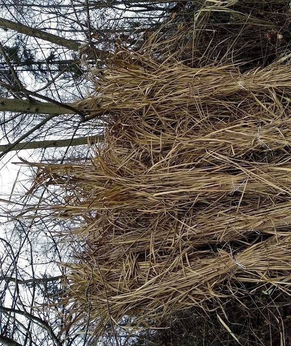 Підготовлений до транспортування в котельню університету перший урожай міскантусу.